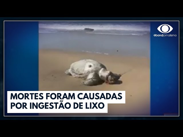 Pesquisadores apontam que o aumento da morte de animais marinhos no Nordeste | Bora Brasil