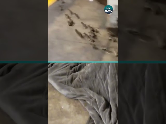 Video from #newyorkcity appears to show rats scurrying out the blanket of a person sleeping rough