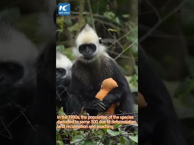 Rare footage of baby white-headed langur in China's Guangxi