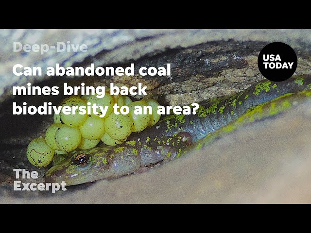 Can abandoned coal mines bring back biodiversity to an area? | The Excerpt