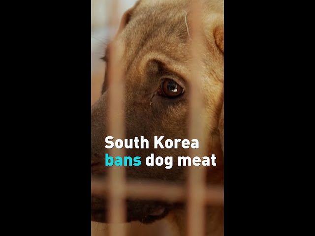 South Korea bans dog meat