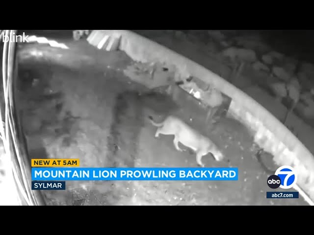 Mountain lion spotted prowling through backyard in Sylmar