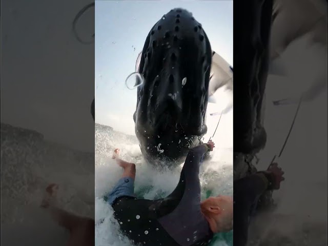 Windsurfer collides with breaching humpback whale. Guess who wins? #Shorts