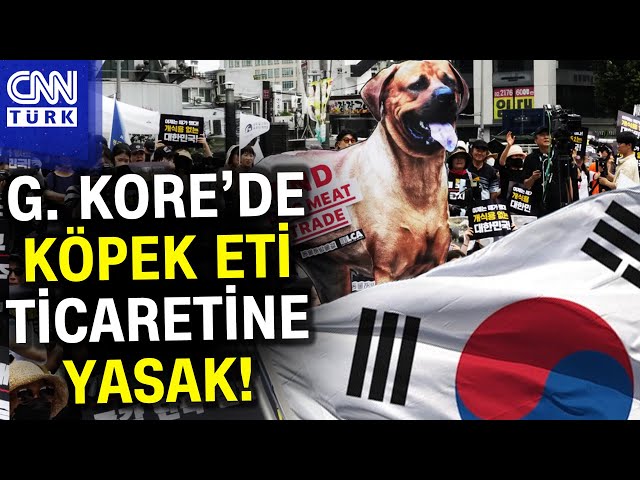 Güney Kore Sonunda Köpek Etini Yasakladı! #Haber