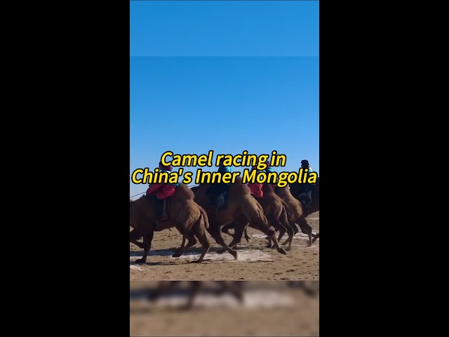 Camel racing in China's Inner Mongolia