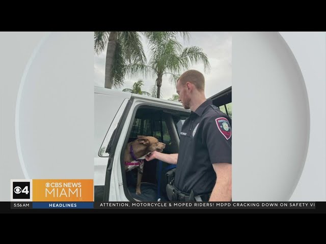 Miami Proud: "Pooches in Pines" picks up, cares for abandoned dogs