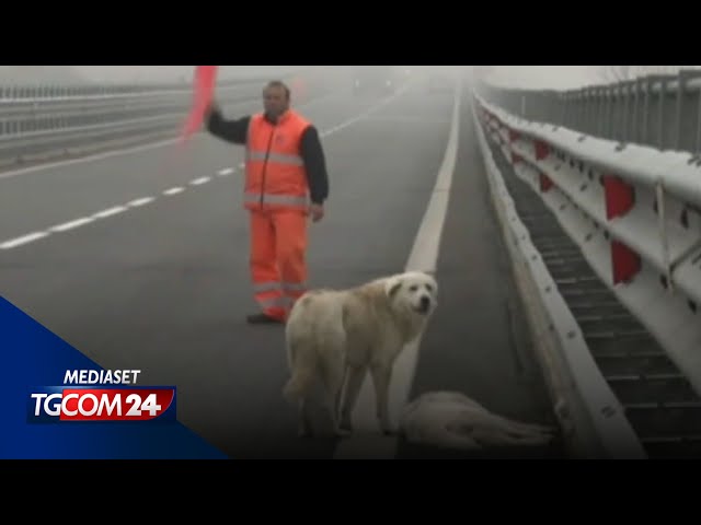 Animali, fino a 7 anni di carcere per chi li abbandona e causa incidente