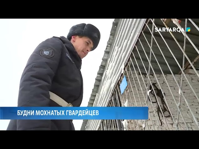 Будни мохнатых гвардейцев