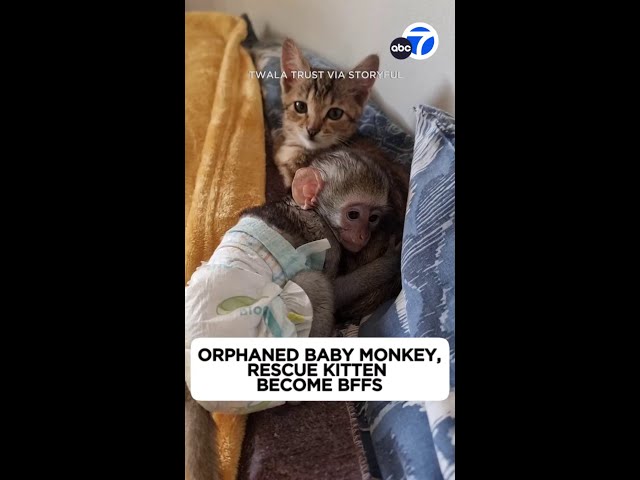 Orphaned baby monkey and rescue kitten become inseparable friends