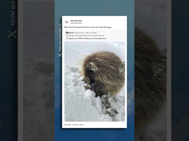 Porcupine crossing: Rodent stops ski slope traffic #Shorts