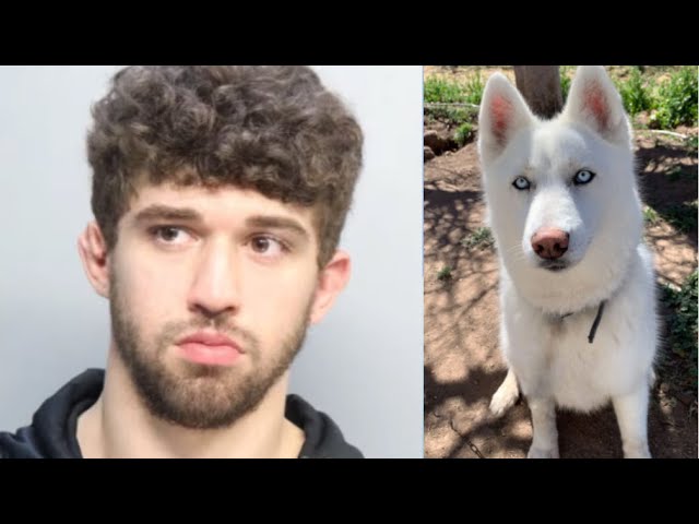 Arrestan a joven de Miami tras golpear a su mascota, un Husky Siberiano Blanco en Sweetwater