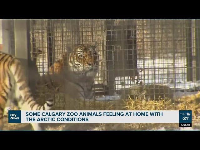 Some Calgary zoo animals feeling at home with the arctic conditions