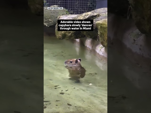 Adorable video shows Capybara slowly 'dances' through water in Miami