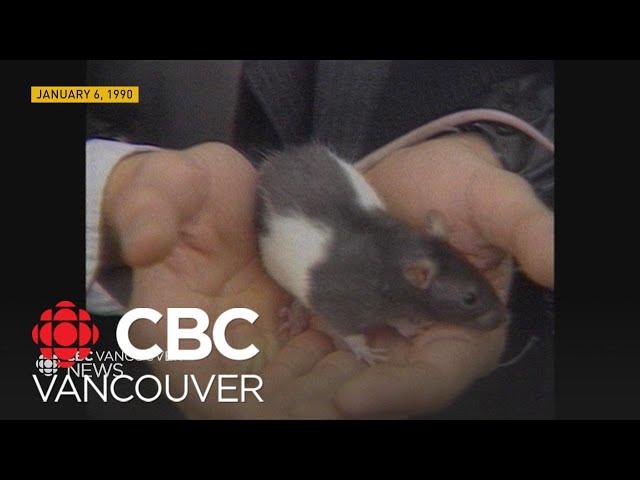 How a Vancouver rat sparked a 1990 art controversy