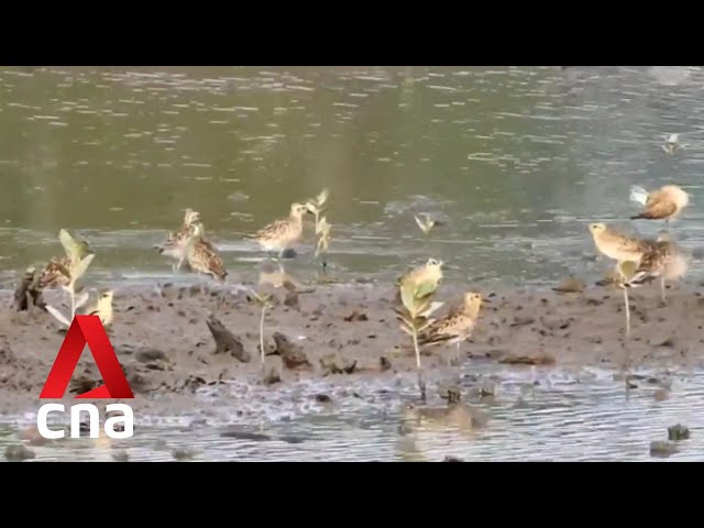 ⁣Rising seas and warming weather threaten vulnerable native flora and fauna in Singapore