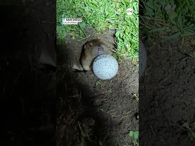 Gopher pushes golf ball out of hole in ‘real-life Caddyshack’ moment