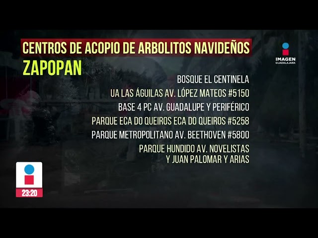 Este es el centro de acopio de arbolitos navideños | Imagen Noticias GDL con Rey Suárez