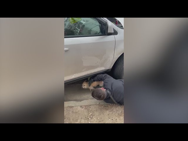 Aurora Fire rescues dog from under the hood of a car