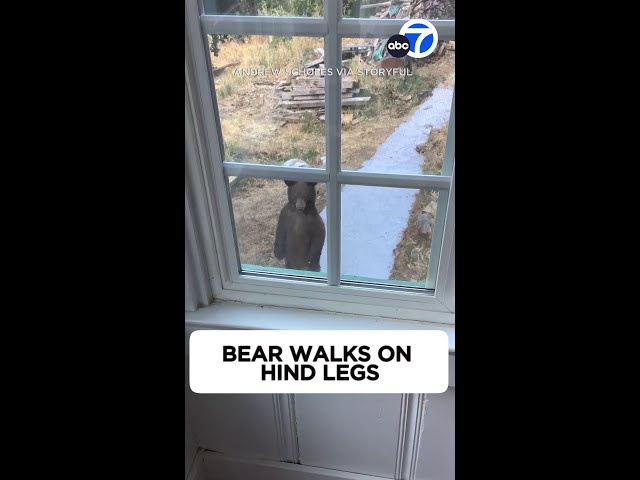 Bear takes a 2-legged stroll up garden path