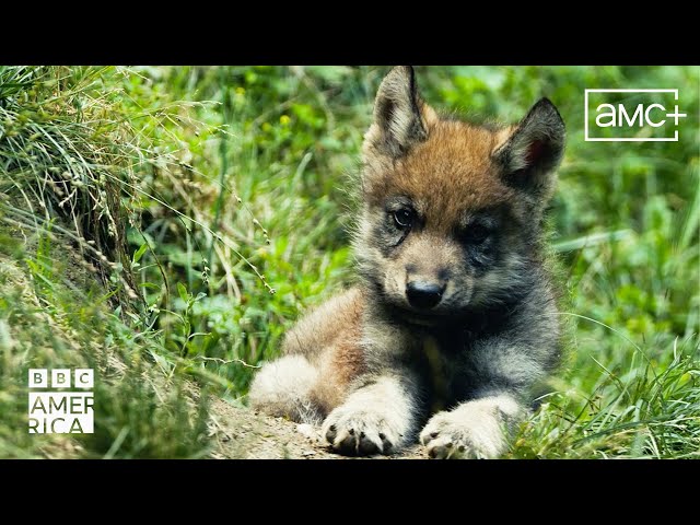 Saving Europe's Largest Mammals  Our Planet Earth | BBC America