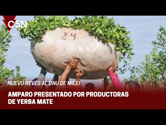 NUEVO REVÉS al DNU de MILEI: AMPARO PRESENTADO por PRODUCTORAS de YERBA MATE