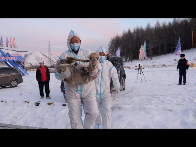 Injured Mongolian gazelle rescued by police in north China