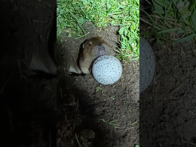 Gopher pushes golf ball up a hole #Shorts