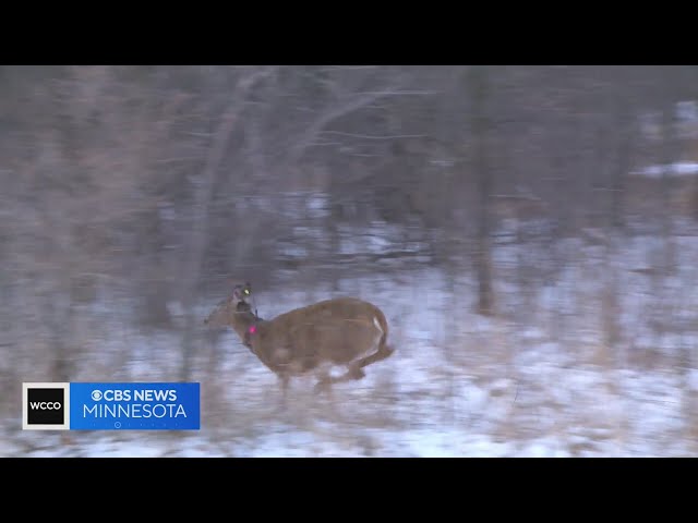 U of M researchers look into whether deer can transmit Lyme disease, COVID