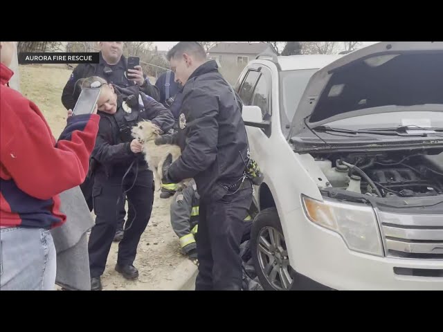 Fire captain describes dog stuck under car hood rescued in Aurora