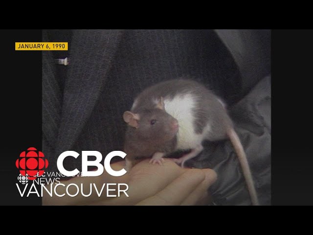 How a Vancouver rat sparked a 1990 art controversy