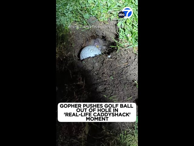 Gopher pushes golf ball out of hole in 'Real-Life Caddyshack' moment