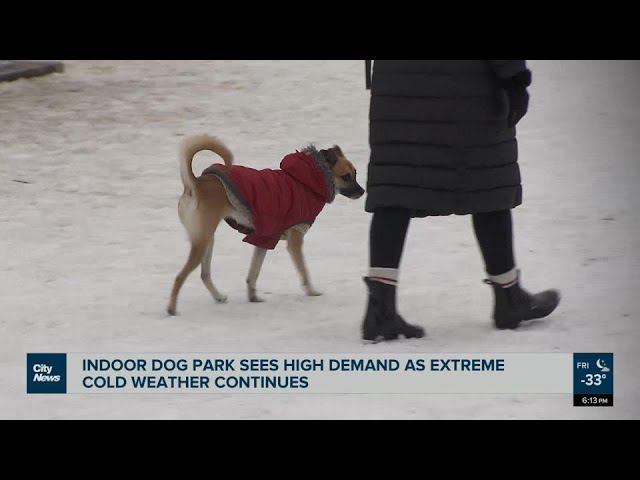 Edmonton indoor dog park sees high demand amid extreme cold weather