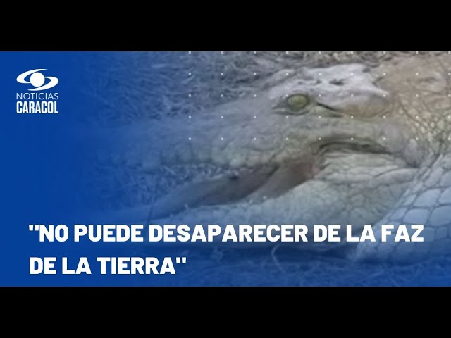 En Casanare están incubando el caimán llanero en playas artificiales para evitar su extinción