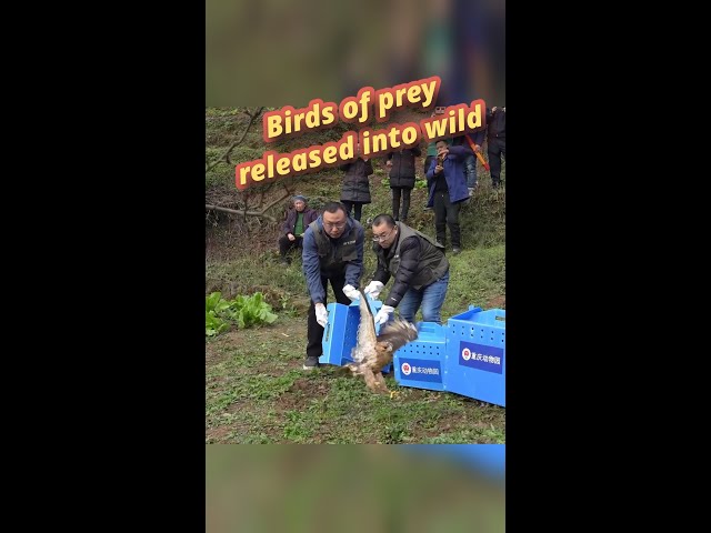 Two rescued raptors released into wild in China's Chongqing