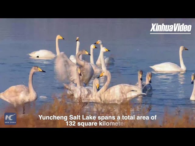 Salt Lake transforms into "Swan Lake"