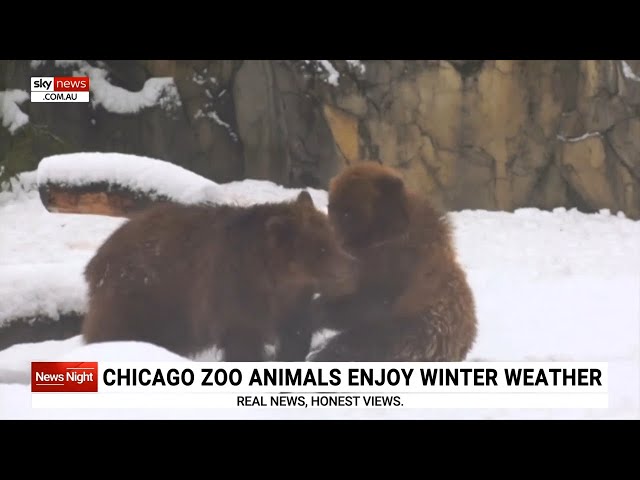 Zoo animals in Chicago enjoy winter weather sweeping United States