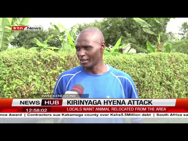 Kirinyaga Hyena Attack: Locals Want Animal Relocated from the Area