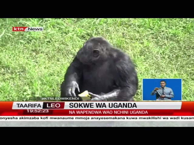 Sokwe wa Uganda: Je, wajua kama bindamu pia sokwe mtu wao pia wana upweke?