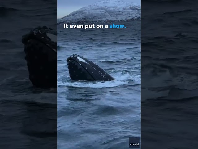 Whale lifts head out of water, surprises tourists #Shorts