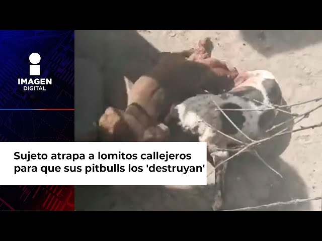 Sujeto atrapa a lomitos callejeros para que sus pitbulls los 'destruyan'