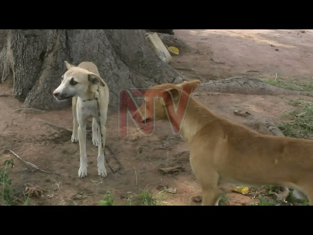 Health workers work to deal with the effects of dog bites