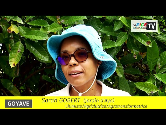 Goyave : Sarah GOBERT (Jardin d'Ayo)