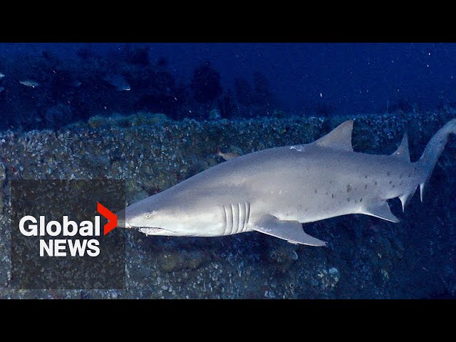 Rise in fishing-related shark deaths worldwide despite more anti-finning laws: study