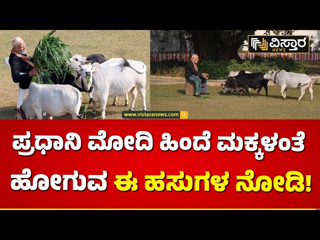 ⁣ಮುದ್ದುಮುದ್ದು ಗೋವುಗಳನ್ನ ಮುದ್ದಾಡಿದ ಪ್ರಧಾನಿ! | PM Modi feeds cows at his residence on Makar Sankranti
