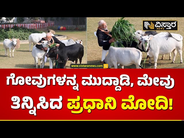 ಹಸು-ಕರುಗಳಿಗೆ ಪ್ರಧಾನಿ ಮೋದಿ ಕೈತುತ್ತು! | Pm Modi Exclusive News | Vistara News