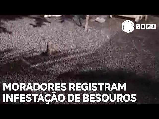 Moradores registram infestação de besouros no Amapá