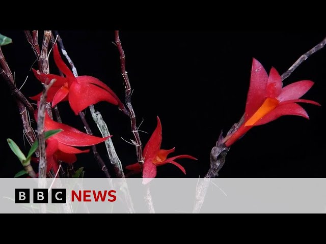 Mysterious plants and fungi named new to science | BBC News