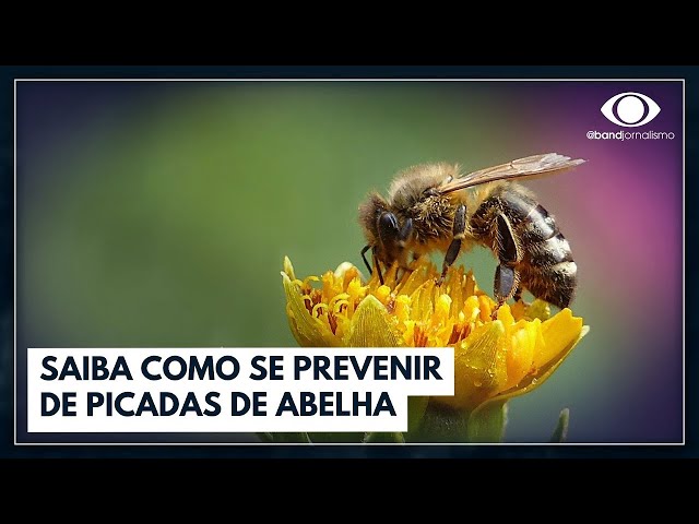 Ataques de abelhas aumentam no calor; saiba como se prevenir | Bora Brasil