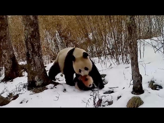 Explore how wildlife at the Qinling Mountain Nature Reserve raise their young