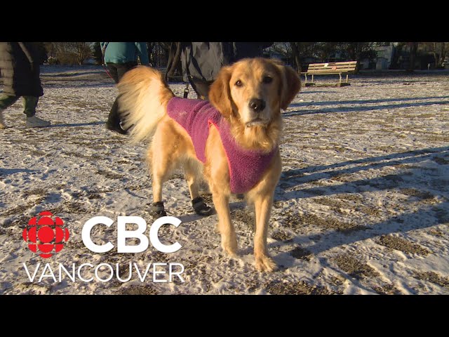 Keeping pets safe in cold weather